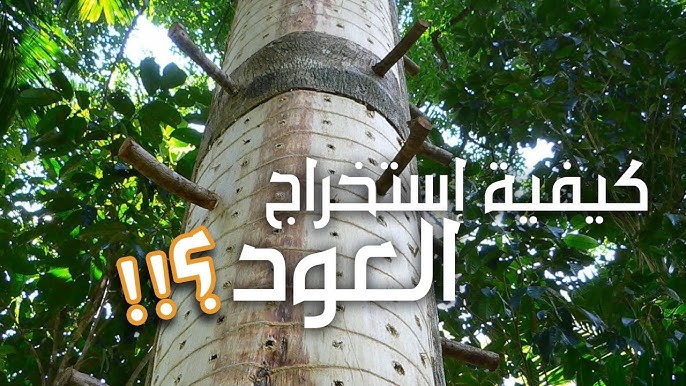 كيف يتم استخراج عود الفراشة درجة أولي بيور من أشجار العود؟ - مقدمة