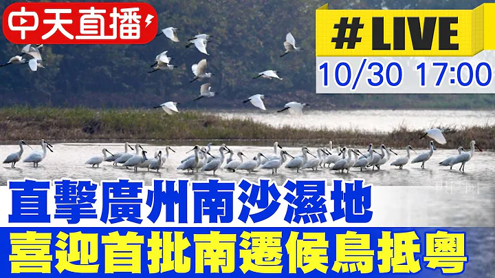 【中天直播#LIVE】直擊廣州南沙濕地 喜迎首批南遷候鳥抵粵 20231030 @Global_Vision - 天天要聞