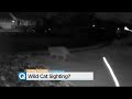 What Is This Big Cat On The Prowl In Roseville? What Is This Big Cat On The Prowl In Roseville?