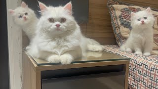 Cute Animals playing Games Video ! Best Cats video ! Bestest video Ever
