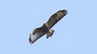 Káně lesní - The common buzzard (Buteo buteo) - Hlas/Voice