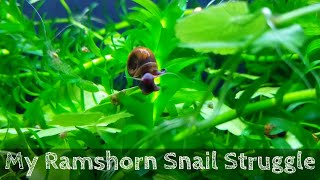 Ramshorn Snail Infestation