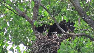 Redding Eagles~Hope Finishes Meal & Hops to Branch