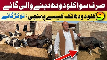 How to Profit 💰 From a Low Milk Cow 🐄 Without Pregnancy 🚫