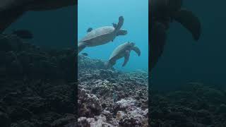 Snorkeling Maui's Coastline