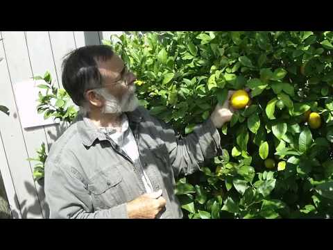 Bob Duncan: growing lemons in Canada.