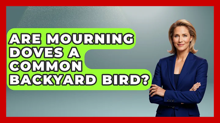 Are Mourning Doves A Common Backyard Bird? - Bird Watching Diaries
