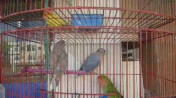 птички в клетке поют.singing birds