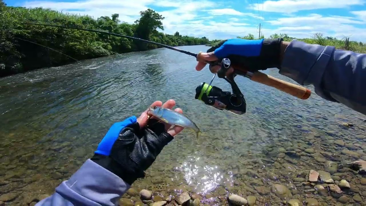 迷你釣具★釣之屋【 翠鳥 碳纖維 紡車 捲線器 】10+1培林，135g超輕量！ 微物 微拋 根釣 根魚 馬口 紡車輪