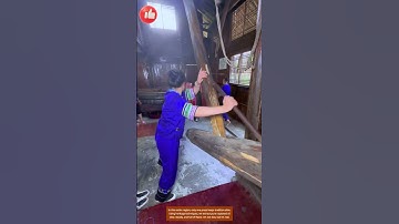 One in a Hundred Miles — Rapeseed Oil the Old Way 🛢️🌾