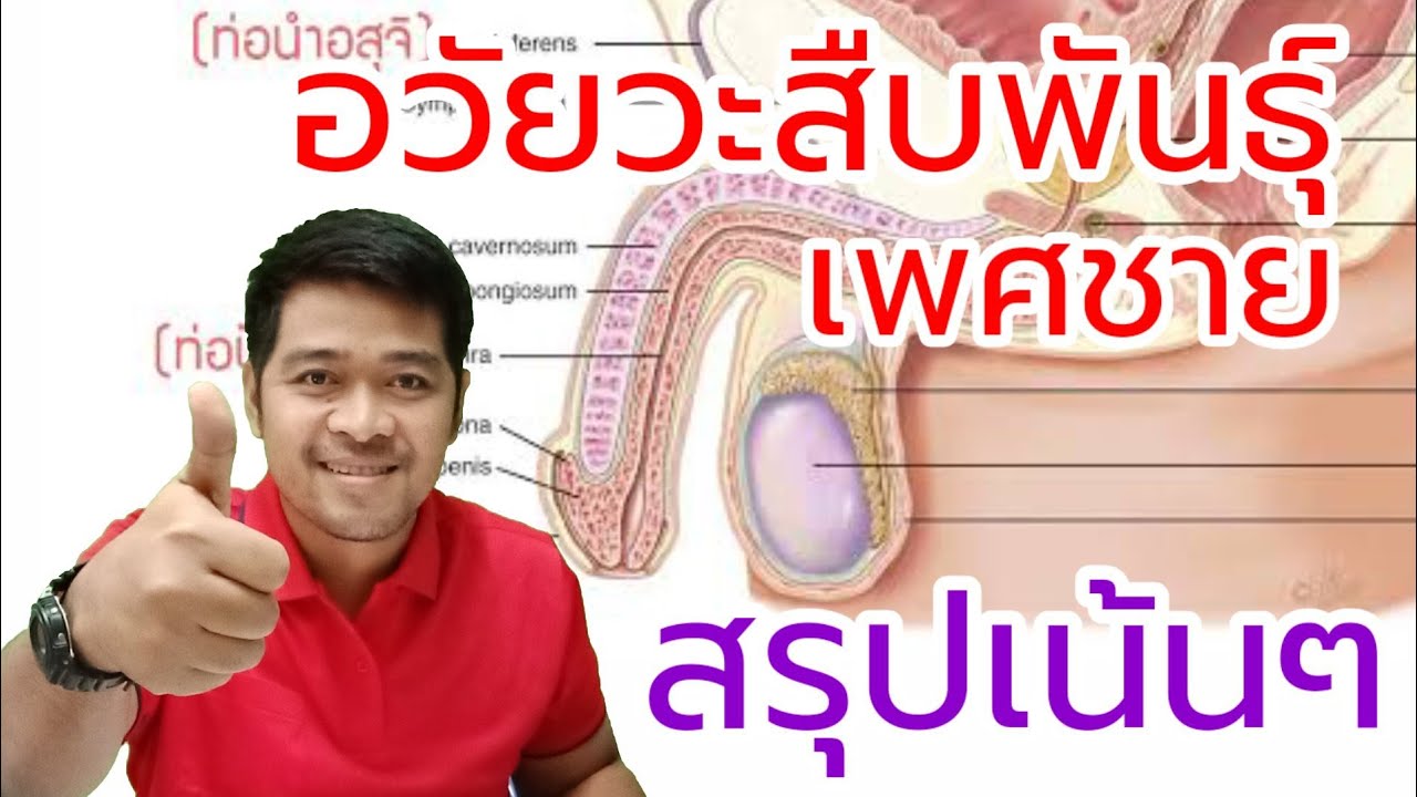 ระบบสืบพันธ์ุ ม.2 | อวัยวะสืบพันธุ์เพศชาย | สรุปวิทย์ ม.ต้น