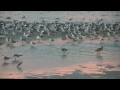 Anclote bar near Tarpon Springs, FL shore birds 10/11/09