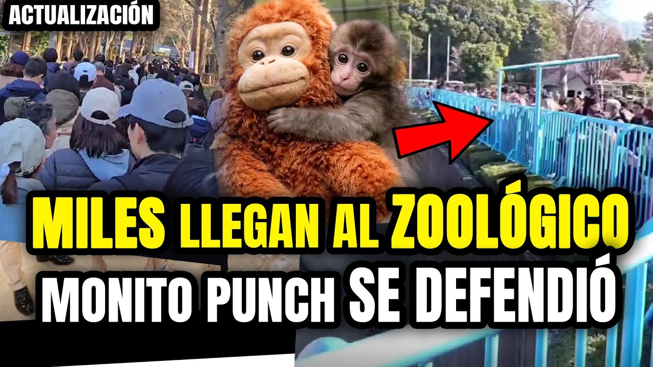 PUNCH el MONITO se DEFIENDE y MILES LLEGAN al ZOOLÓGICO para APLAUDIRLO