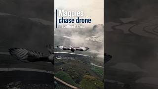 Curious magpies chase drone in southwest China