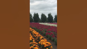 Thumbnail of Pretty colourful lavender in Hokkaido #shorts #hokkaido #japan #lavenderflowers #tamanbunga #furano