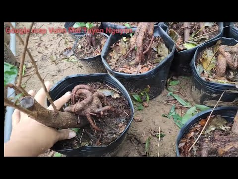 Nuôi Tượt Mai Phôi / Dùng Phân npk 3 số bằng nhau cho mập nhánh / Bán mai con rễ lò xo 5,5k / cây