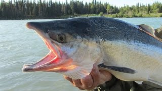 Генетически модифицированного лосося официально разрешили употреблять в пищу в США (FDA)