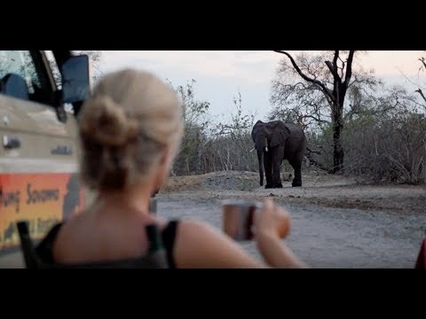 Video: Planificarea Unui Safari Din Botswana