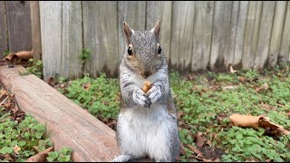 Rescue Squirrel  Lazy Hoarding by Uniq Perspektive 246 views 3 months ago 4 minutes, 54 seconds