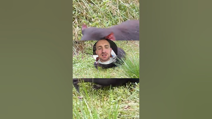 Вы никогда не видели ничего подобного! #шортс #тг a8m
