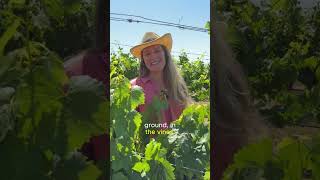 Science, soil and shared goals in every row. 🌱 #JacksonFamilyWines #KendallJackson #SoilHealth