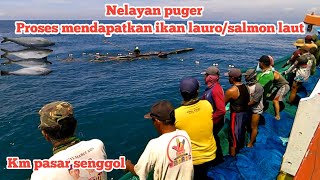 nelayan puger ll proses mendapatkan ikan lauro/salmon laut