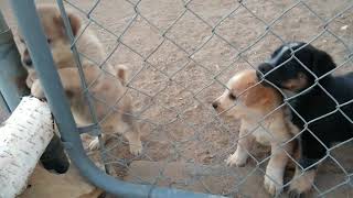 Four Ferocious Beasts Are In The Cage