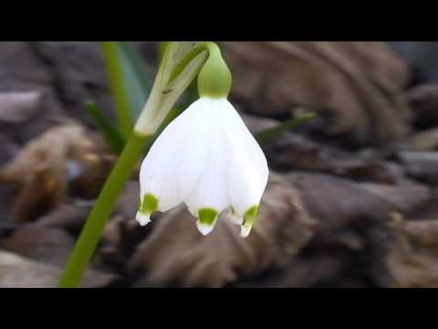 Video: Fiore Bianco Primaverile (lat.Leucojum Vernum)