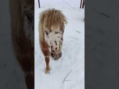 Пони в Подмосковном сафари-парке ❤ #funnyanimals #забавныеживотные #shorts #пони #pony