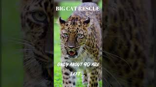 BIG CAT FACTS #8~The Amur leopard #bigcatrescue #cats #reels #catvideos #facts #factsshorts #fbreels