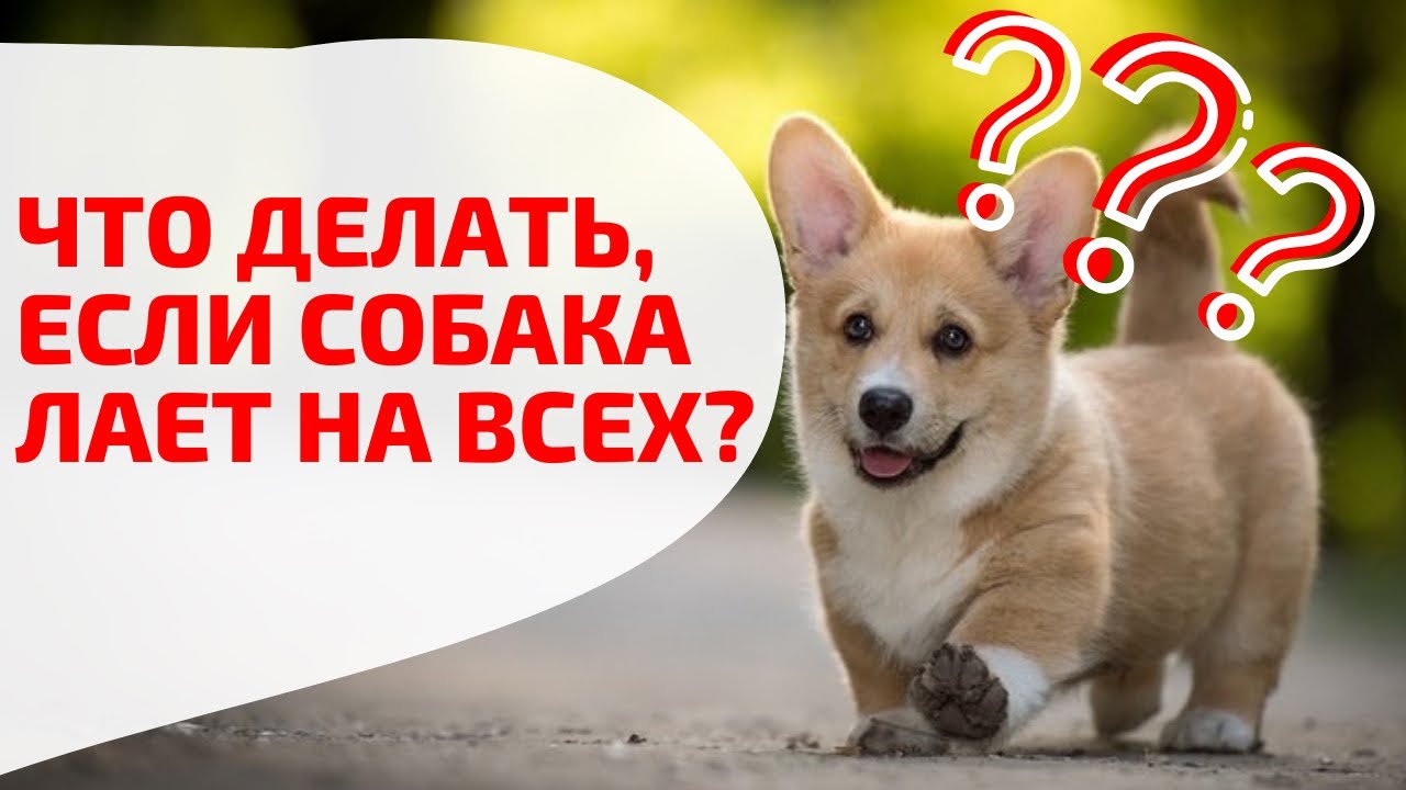 Лают почему ю