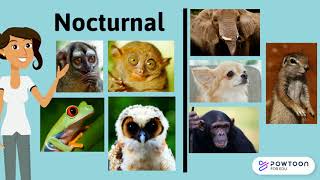 Functions of Animal Parts: Seeing