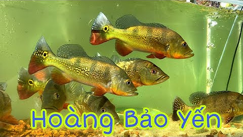 Cá Hoàng Đế Trị An - Hoàng Bảo Yến Mono - Cá Săn Mồi Dễ Nuôi