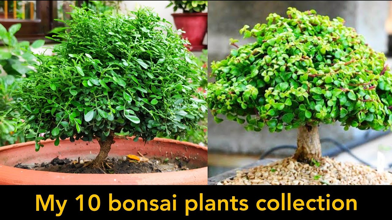 How to Grow Your First Bonsai