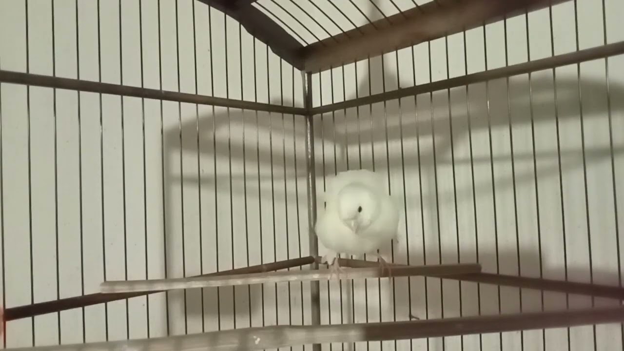 Burung Canary Idolaku