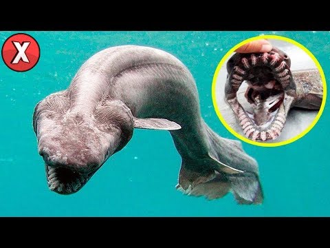 Vídeo: Qual é A Aparência De Um Tubarão?