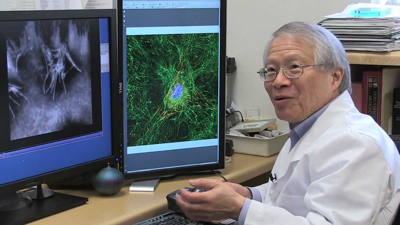 Cellular Movement And Assembly In Health And Cancer Ken Yamada
