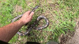 HUGE 6-Foot Black Rat Snake Today in Irondale, Alabama
