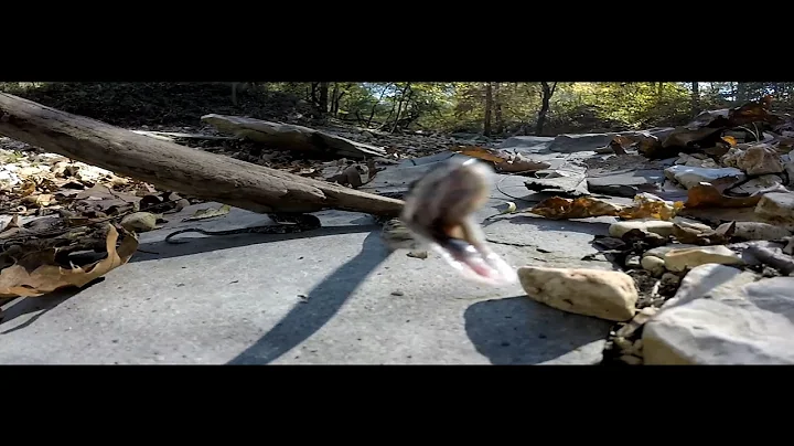 Snake striking GoPro -  Video of "Strike" slowed to .125 (1/8) normal speed