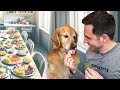 The ultimate dog taste tournament