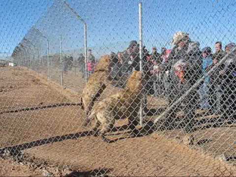 Laughing Hyenas