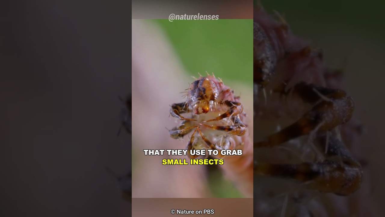 The Carnivorous Caterpillar