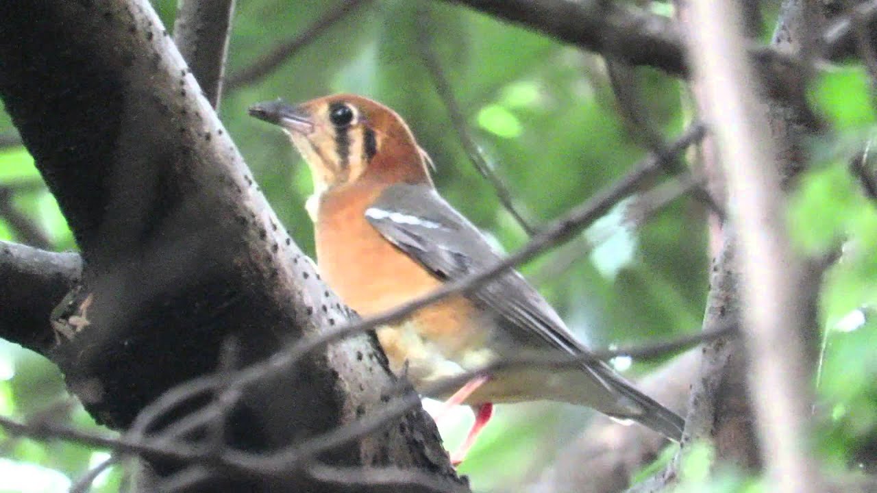 Orange-Headed Thrush-橙頭地鶇 