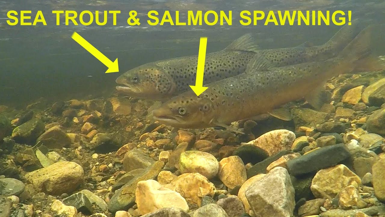 Atlantic Salmon & Sea Trout Trying to Hybridise YouTube