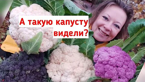 Что за капуста у меня выросла?! Я влюбилась! Цветная капуста, капуста брокколи удивительные сорта