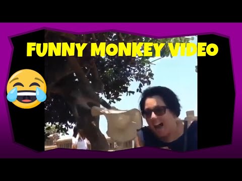 funny-monkey-videos-try-not-to-laugh-part7-|-jay-its-funny-tv