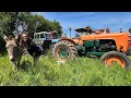 2024 balade en tracteurs anciens prs de graignes en manche