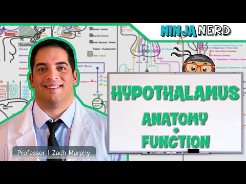 Neurology | Hypothalamus Anatomy & Function
