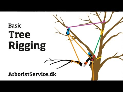 Tree Rigging Techniques - Baum Rigging - Nedfiring fra træ 