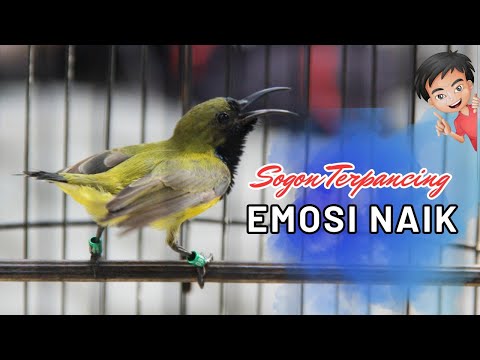 SOGON GACOR SOGON BAHAN AUTO ikut bunyi